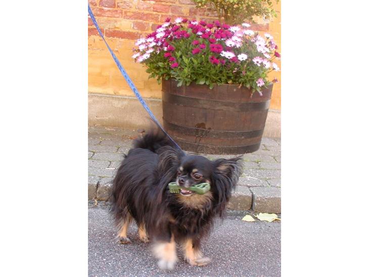 {{currentPhoto.altText}} billede {{currentPhoto.number}}