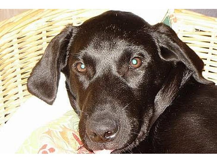 Labrador retriever Micky F1 billede 1