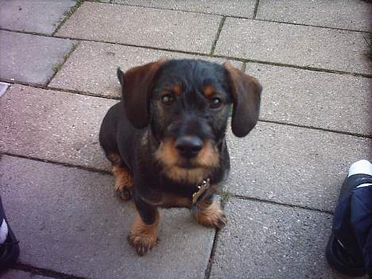 {{currentPhoto.altText}} billede {{currentPhoto.number}}