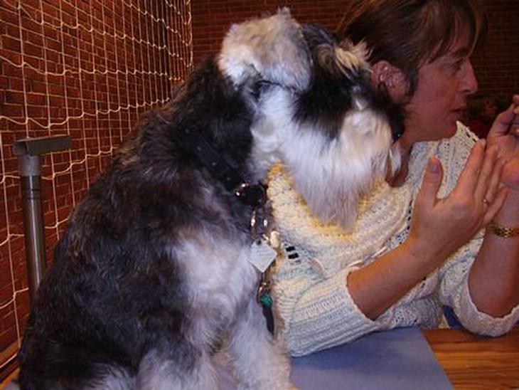 Dvaergschnauzer Skipper - Skipper på sin første udstilling billede 1