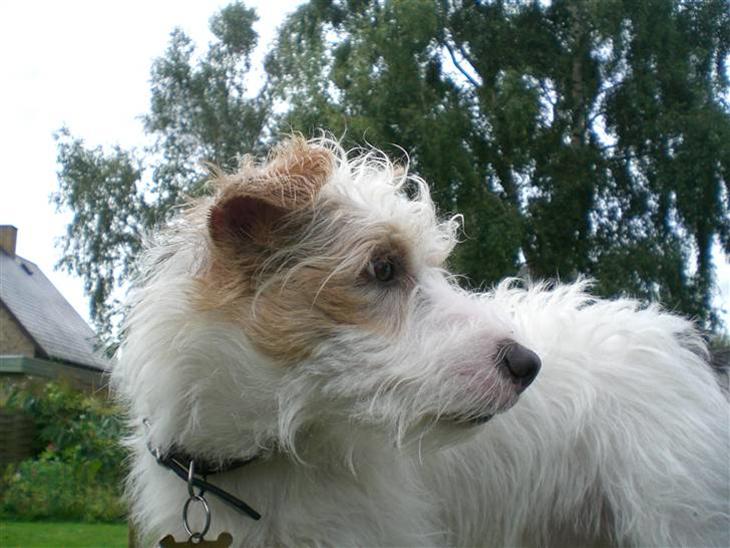 Jack russell terrier Jason R.I.P (kun 4½ år)  - 1. han er da sød billede 1