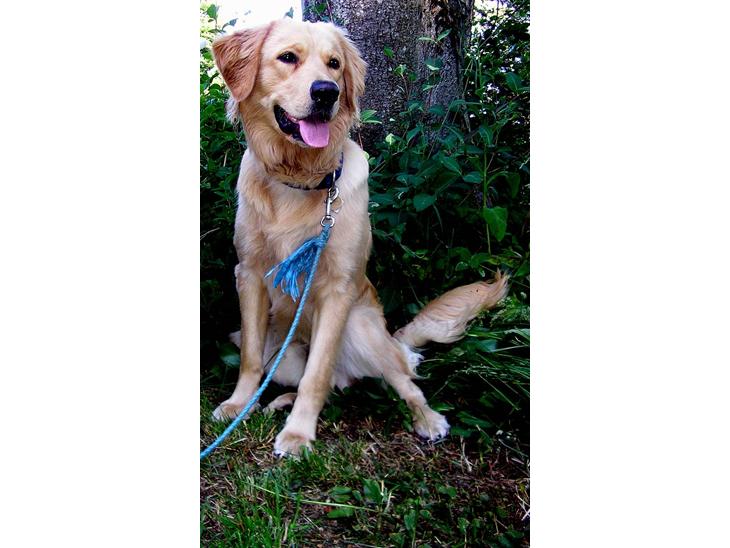 Blanding af racer Labrador/N. Found. Balder billede 1