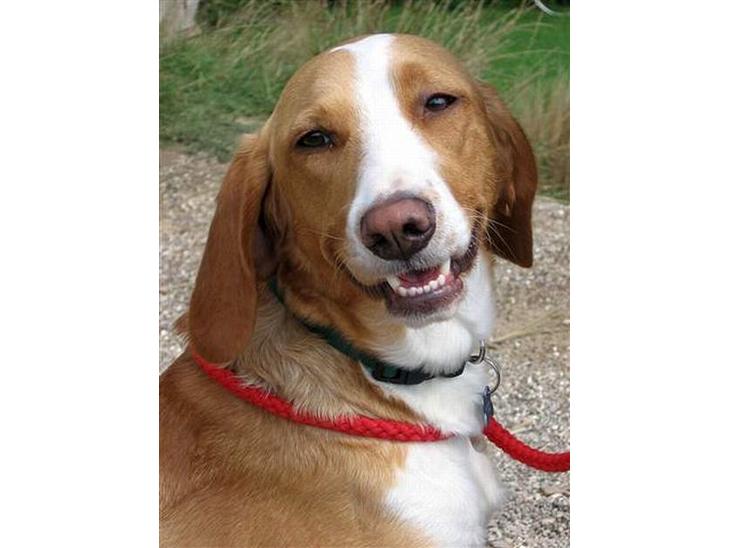 Blanding af racer Luna ( RIP d. 07/11) billede 1