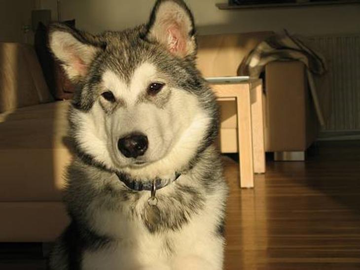 Alaskan malamute Chewie <strong>Død feb 07</strong> 2006 Dejlig Bølle hund som