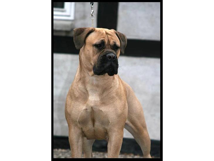 Bullmastiff Brak's Nagako Kuni/Bonnie billede 1