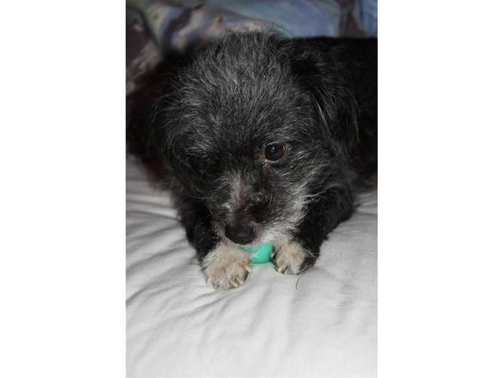 {{currentPhoto.altText}} billede {{currentPhoto.number}}