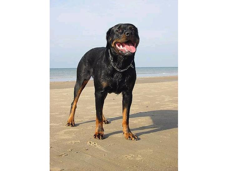 Rottweiler Muddi - Muddi billede 1