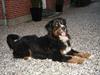 Berner sennenhund Balou