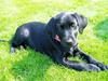 Labrador retriever Mille