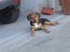 Blanding af racer Fie *Bortgivet* [Tidl. hund]