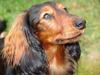 Gravhund Lauritz