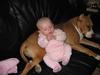 Amerikansk staffordshire terrier Monique