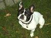 Fransk bulldog Grisepjok [ Himmelhund]