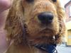 Cocker spaniel Frida