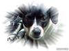 Dansk svensk gaardhund Munick * R.I.P * [ Himmelhund]