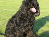 Amerikansk cocker spaniel Eddie [ Himmelhund]