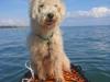 Lakeland terrier Seidon
