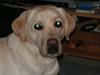 Labrador retriever Luna fra Lundemarken 