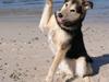 Blanding af racer Lucky [ Himmelhund]