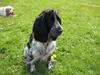 Cocker spaniel Yasmin *SOLGT*