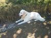 Golden retriever be my friend (Lukas)