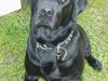 Labrador retriever Figo [ Himmelhund]