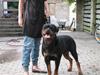 Rottweiler Vom Hause Wennora- Aslan 