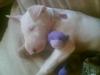 Bullterrier Gucci