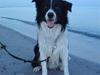 Border collie Nemo