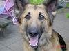 Schæferhund Mille R.I.P :'( Død