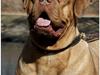 Dogue de bordeaux Thaliyah - R.I.P. min tøs [ Himmelhund]