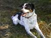 Dansk svensk gaardhund Lucky