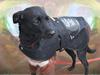 Xoloitzcuintle Mia - Hedehusets Kahlua