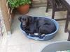 Labrador retriever Donna