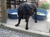 Labrador retriever Jaques *død*