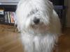 Coton de tulear Sofus