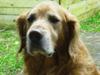 Blanding af racer charlie stille sovet ind [ Himmelhund]