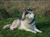 Alaskan malamute Milo R.I.P
