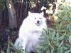 Samojedhund Lady 1997 + død 2007