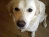 Golden retriever Zenta