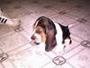 Basset hound Buller