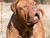 Dogue de bordeaux Jack - R.I.P [ Himmelhund]