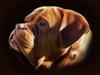 Dogue de bordeaux Turner R.I.P [ Himmelhund]