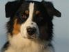 Australian shepherd Dreamcatchers' Always a Winner - Curie