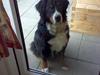 Berner sennenhund Tut