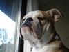 Engelsk bulldog Madeline