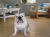 Engelsk bulldog Holger