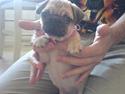Mops Vera