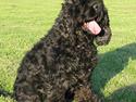 Amerikansk cocker spaniel Eddie
