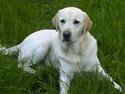 Labrador retriever Ludvig R.I.P